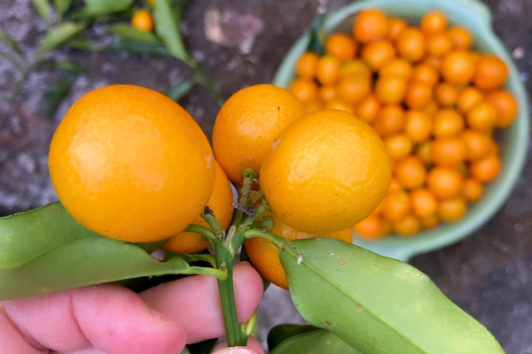神社のキンカン
