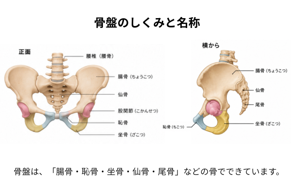 骨盤のしくみと名称