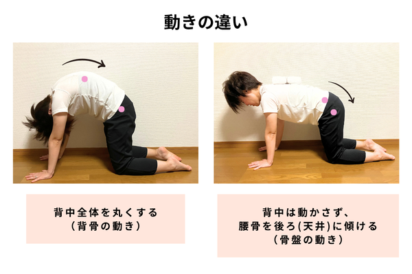 動きの違い(背骨を丸くする、骨盤を後ろに傾ける)