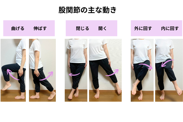 股関節の動き