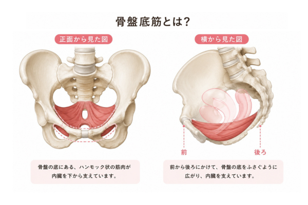 骨盤底筋