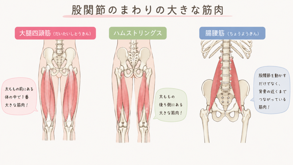 股関節周囲の大きな筋肉