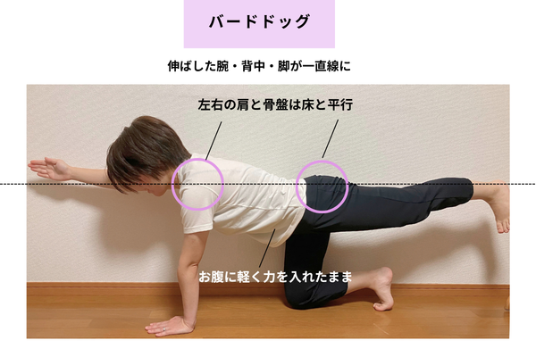 実践|バードドッグ